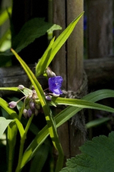 ムラサキツユクサ(紫露草)